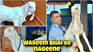 Hansa ki original blood line sale ke liye at Waseem bhai 
