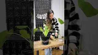 #shorts Monstera SOS ✂️ SONORE GREENS ✂️ #plant #help