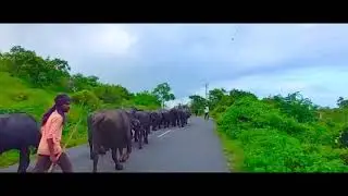 Tulshishyam Road Trip | Gir Forest | Dhari to Tulshishyam Bike Trip |Amreli