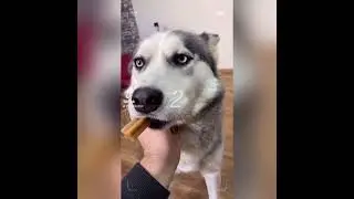The Most Funny Husky Compilation