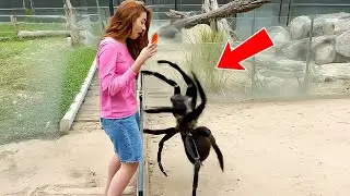 Caught on Camera in Australia : The 3 Largest Spiders Ever Found ALIVE!