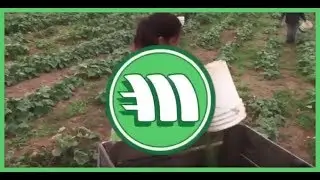 Mintcoin to the Moon 2018 - Best Eco Friendly Cryptocurrency Evah!