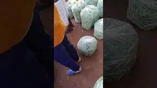 # Aaj bhindi mircha gobhi tamatar mahanga aur aage sabjiyon ka rate dekhiae 🍅 gandai Mandi  k c g 😍
