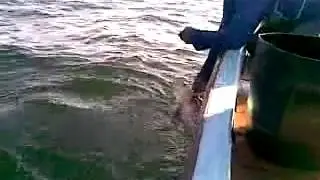 هذا الصيد ولا بلاش .. ماشاء الله