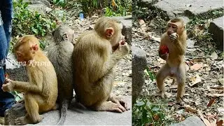 Wow !!! Little Boy monkey Jimmy stand eating Rambutan with his Family So cute, all Adorable Monkey.