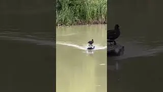 Carp Bait Boat Captain