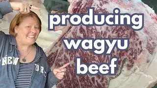 Where wagyu beef comes from -- FARM TOUR