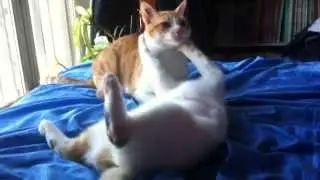 Chats qui se battent