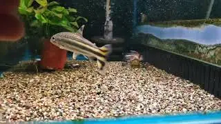 #Leporellus_vittatus#塔圖斯巨人鉛筆#悠遊魚坊yoyofishroom
