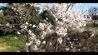 The almond (Prunus dulcis, syn. Prunus amygdalus) / El almendro (Prunus dulcis) Flowering and Fruits