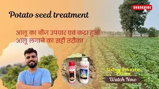 Potato seed treatment |आलू का बीज उपचार एवं कटा हुआ आलू लगाने का सही तरीका| emesto prime & electron 