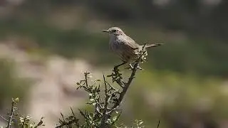 Bandurrita Patag&oacute;nica ( Ochetorhynchus phoenicurus )