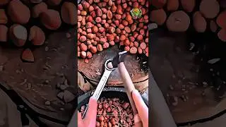 Cracking Hard Nut Shells with Simple Tools | Good Tools and Machinery Increase Work Efficiency.