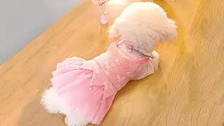 Small Dog 2-pieces Lace Dress Makes Your Puppy A Cute Princess