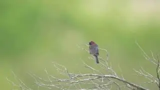 Varied Bunting 3