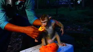Tonight we decides to keep new abandoned Carlo to stay in cage for safe he cannot sleep on tree
