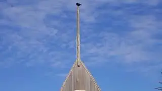 Bird Wings