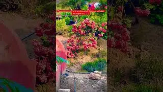 World is the garden 🪴 #trees #flowers #beautiful #travel #viral #reel #youtubeshorts #shorts #happy
