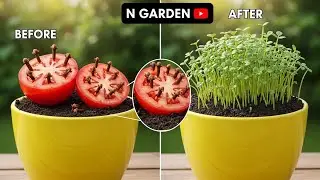 How to Grow Cloves in Tomato Slices | Real Gardening Experiment | Simple Home Gardening