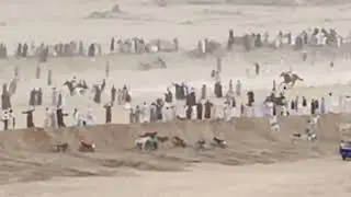 الشرميكى وحصان اب جاد
