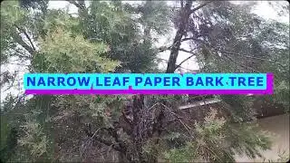 A Tree with Benefits to Both the Environment and Human Health
