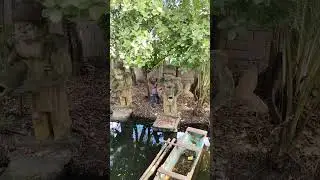 Nang dahil sa katmon na patawid sa kabila😂