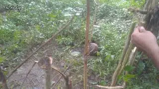 Boar Trap Easy homemade. Traditional Pig Trap. Making Video.. ..my tutorial 💥🔥