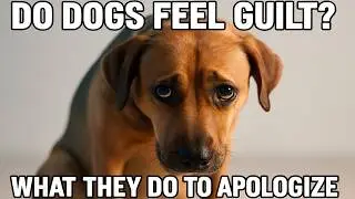Do Dogs ACTUALLY Feel Guilty? The Truth Behind Those Puppy Eyes!