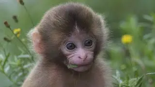 i love all baby cute || BBC KH