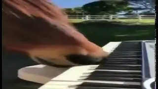 horse playing piano with nose