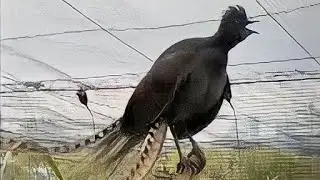 This Australian bird's cry sounds like a human baby😮