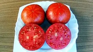 Red Beauty. Томат, Красный красавец