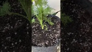 3月大きく育ったディルをプランターへ植え替え：organic herb, dill,