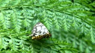 Geometrid Moth (Cystidia couaggaria) ウメエダシャク（蛾）＠羊歯