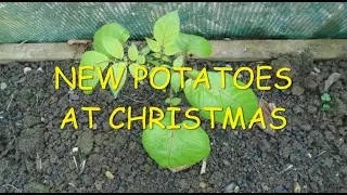 New Potatoes For Christmas 🪴🎄🪴