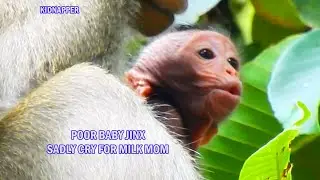 POOR BABY MONKEY CRYING FOR MILK MOM | JINX HOPELESS RETURN TO MILK MOM BY TAZANA KIDNAP