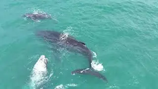 Humpback play time
