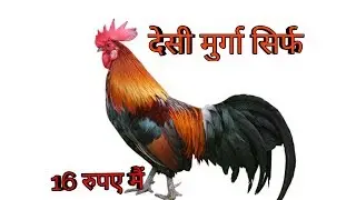 FREE RANGE COUNTRY CHICKEN