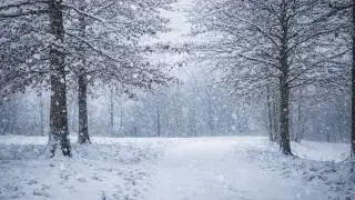 Falling Snow | Snowstorm Sounds & Howling Wind | 3 Hours Ambient Background