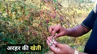 अरहर की खेती बुवाई से कटाई तक की पूरी जानकारी 🌱 Arhar ki kheti kaise kare | arhar ki kheti | arhar