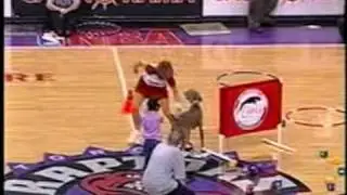 Stunt Dog Team Basketball Halftime Show