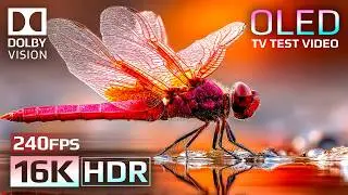 Mind-Blowing 16K HDR 240 fps | Dolby Vision OLED Demo (For 8K/4K TV)