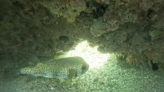 Champion Snorkel Tour 1/24/26 12pm