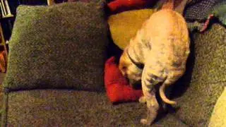 Sitting on a Piwwo