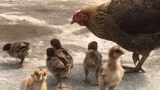 free range chicken farming