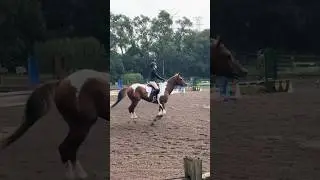 Riding tn! #horse #equestrian