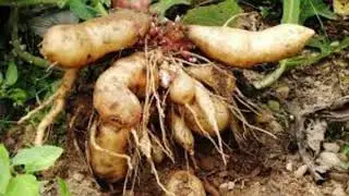 Yacon Root: Health Benefits & Side Effects
