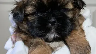 Chloe the Shih Tzu Puppy All Grown Up Playing w Momma and Her Siblings!