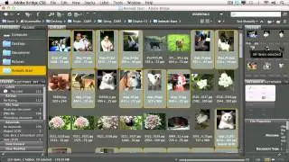Adobe CS6 Design Web Workflow 2012  Organizing Assets in Adobe Bridge  03   Batch Renaming Files