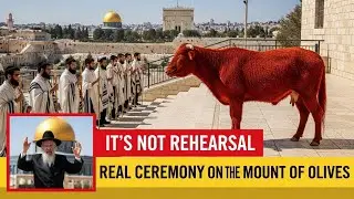 Red Heifer in Israel. Is the Third Temple About to Be Built?